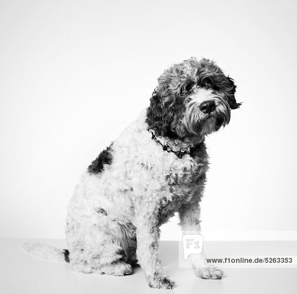 Trüffel-Hund against white background