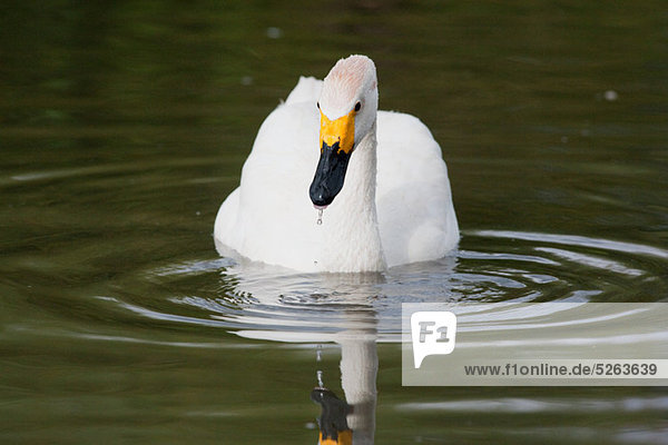 Whooper swan on water