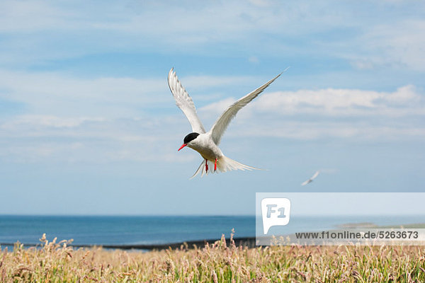 Arctic tern flying  Farne Islands  Northumberland  England