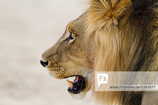 Männlichen Löwen  Kopf Schuss
