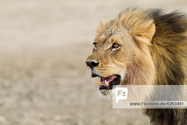 Männlich afrikanischen Löwen  Kopf geschossen