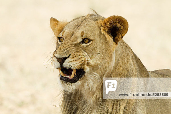 African Lion  Kopfbild