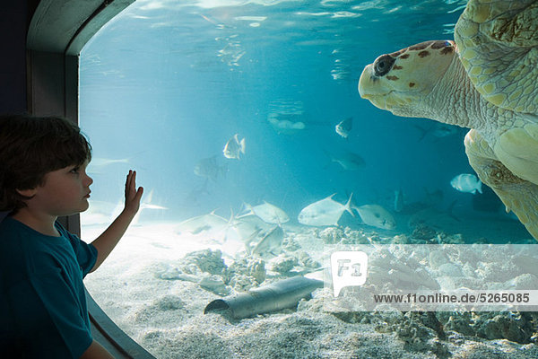 Junge beobachtet Meeresschildkröte im Aquarium