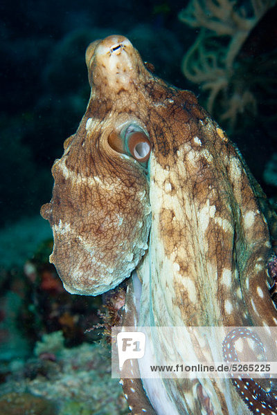 Common octopus on a coral reef