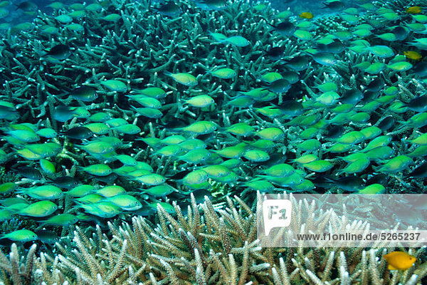 Mixed school of damselfish