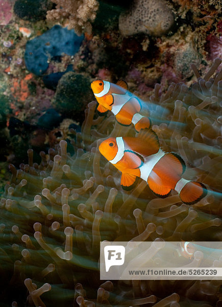 Clownfish within an anemone