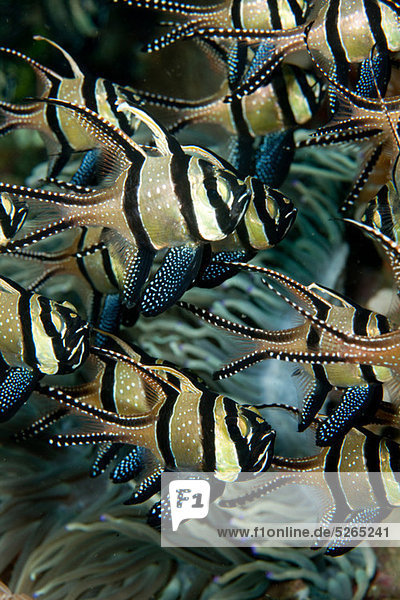 Banggaii Cardinalfish  Indonesia