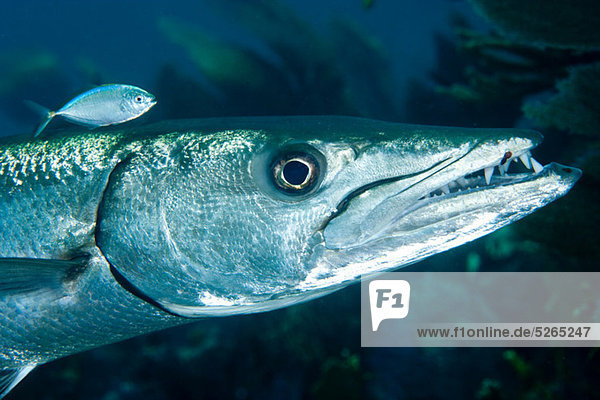 Barracuda with pilot fish