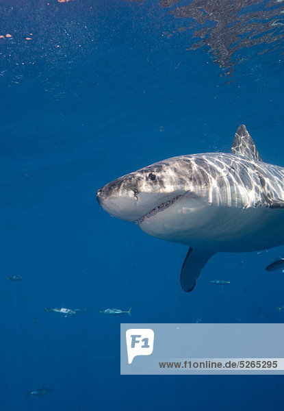 Great White Shark  Mexico