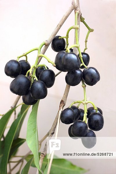 Fruits   java plum syzygium cumini