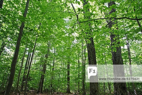 Vereinigte Staaten von Amerika USA Sommer Baum Wald Bach Zimmer Parkett Baldachin Entwässerung Dominanz Buche Buchen Albany Hirsch Hampshire Ahorn neu