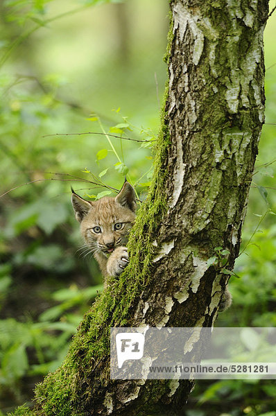 Eurasischer Luchs  lynx lynx  Wildpark Alte Fasanerie Hanau  Hessen  Deutschland  Europa