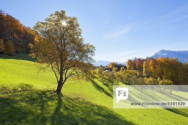 Atumnal landscape at the Gaisberg Austria