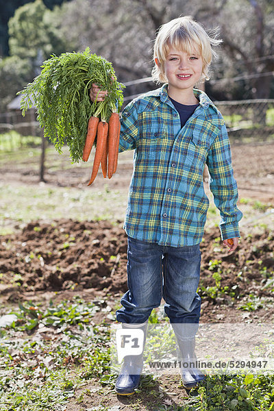 Boy picking bunch of carrots in garden
