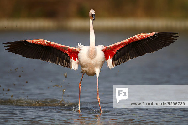 Pink Flamingo (Phoenicopterus ruber) landing in shallow water  Camargue  France  Europe