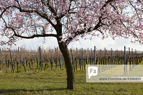 Blossoming almond tree (Prunus dulcis) in front of vine field  Southern Palatinate  Pfalz  Rhineland-Palatinate  Germany  Europe
