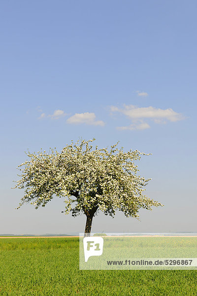 Blooming Apple tree (Malus) in spring