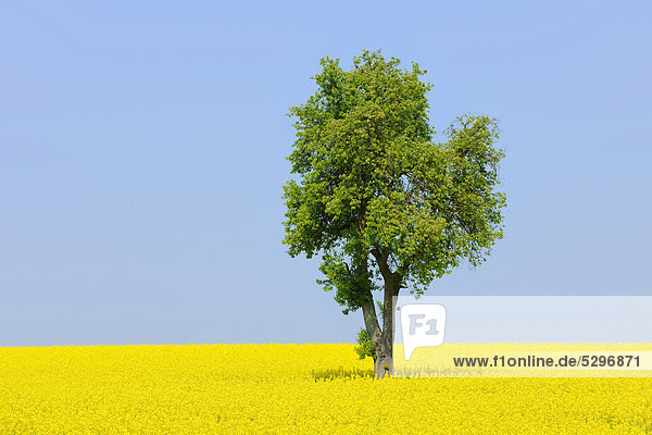 Pear tree (Pyrus) in a canola field  Lower Franconia  Bavaria  Germany  Europe