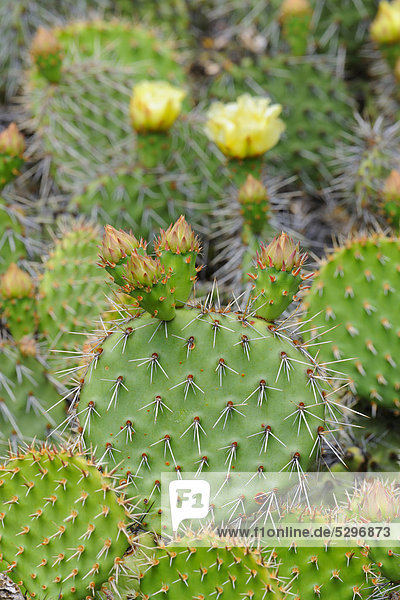 Indian fig opuntia  Barbary fig (Opuntia ficus-indica)