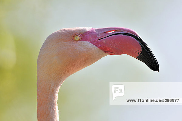 Chilean Flamingo (Phoenicopterus chilensis)  portrait