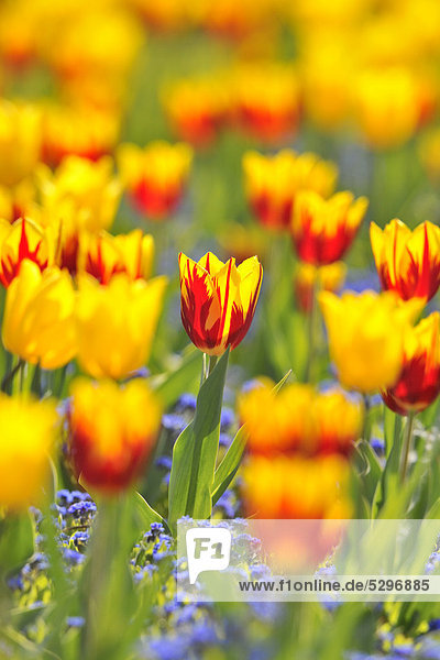 Tulips (Tulipa)  red  yellow