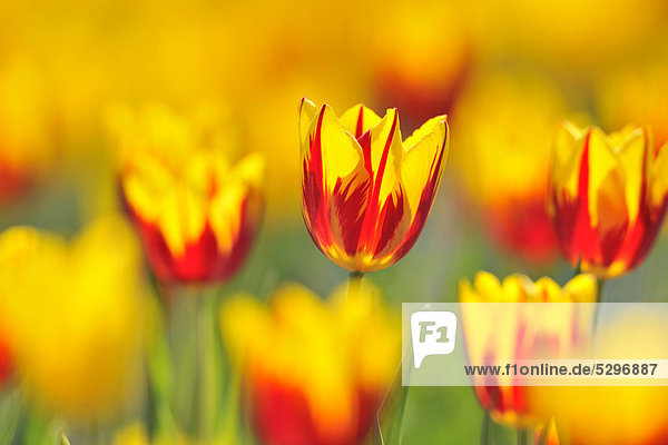 Tulips (Tulipa)  red  yellow