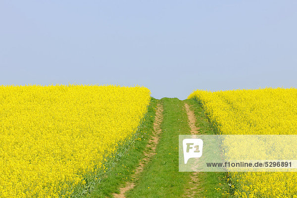 Canola field with dirt track in Bad Wimpfen  Baden-Wuerttemberg  Germany  Europe