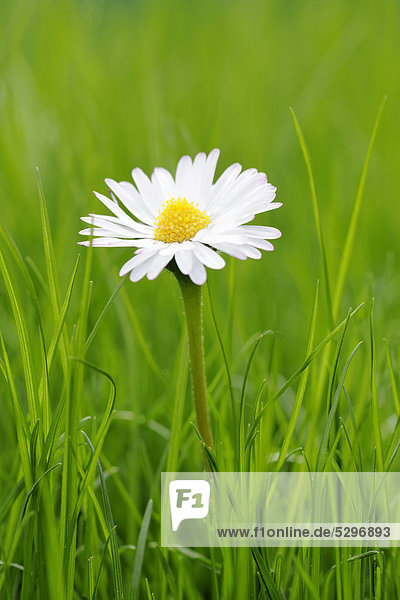 Daisies (Bellis perennis) in grass