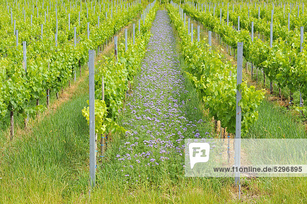 Rainfarn-Phazelien (Phacelia tanacetifolia)  als Gr¸nd¸nger in einem Weinberg angepflanzt  Baden-W¸rttemberg  Deutschland  Europa