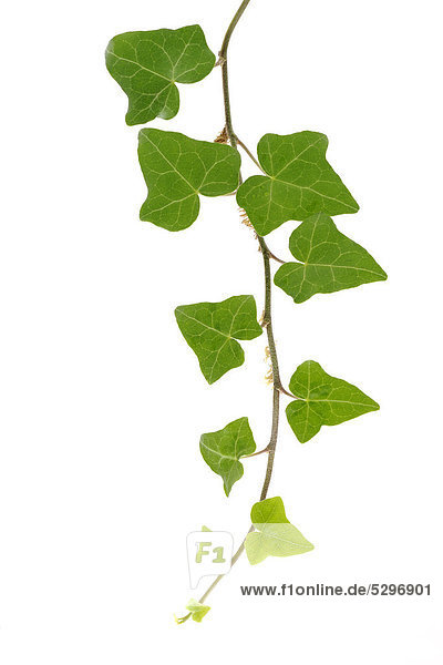 Ivy (Hedera helix L.)