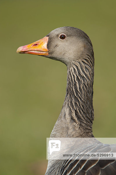 Greylag or Graylag goose (Anser anser)  Stuttgart  Baden-Wuerttemberg  Germany  Europe