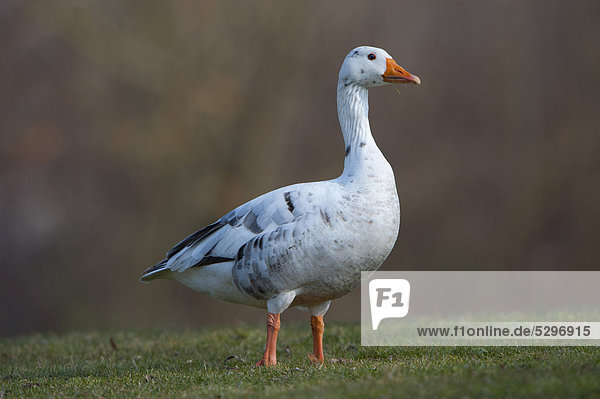 Hybrid between Greylag or Graylag goose (Anser anser) and Domestic goose  Stuttgart  Baden-Wuerttemberg  Germany  Europe