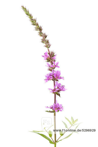 Purple Loosestrife (Lythrum salicaria)  flowering