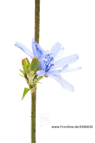 Common Chicory (Cichorium intybus)  medicinal plant