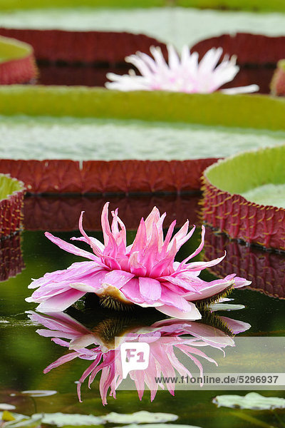 Giant Amazonian Water Lily (Victoria amazonica)  lily pond  Stuttgart  Baden-Wuerttemberg  Germany  Europe