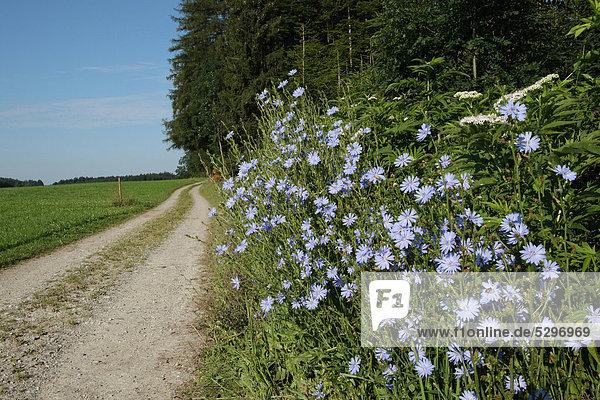 Chicory (Cichorium intybus) on a dirt road  Allgaeu  Bavaria  Germany  Europe
