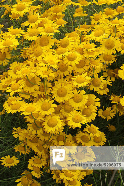 Golden Marguerite or Yellow Chamomile (Anthemis tinctoria)  Allgaeu  Bavaria  Germany  Europe