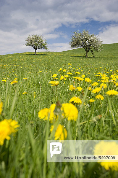 Blooming apple trees in dandelion meadow in the Dreisamtal valley east of Freiburg im Breisgau  Black Forest  Baden-Wuerttemberg  Germany  Europe