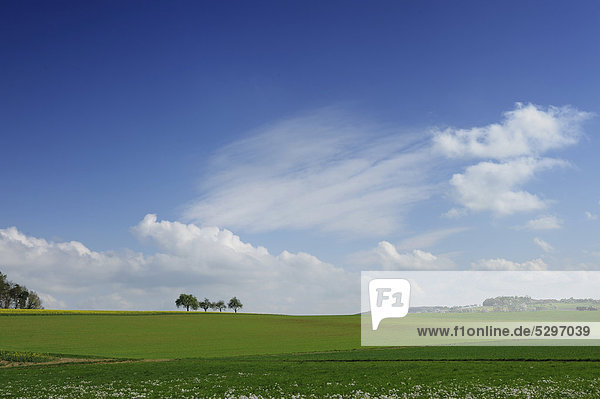 Green spring landscape with trees clouds  Assamstadt  Baden-Wuerttemberg  Germany  Europe