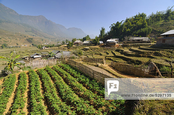Mountain landscape with farm  vegetable field  rice farmers  rice terraces  rice paddies in Sapa or Sa Pa  Lao Cai province  northern Vietnam  Vietnam  Southeast Asia  Asia