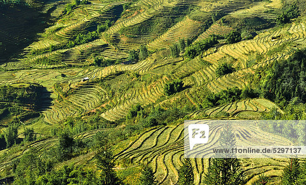 Green rice terraces  rice paddies in Sapa or Sa Pa  Lao Cai province  northern Vietnam  Vietnam  Southeast Asia  Asia