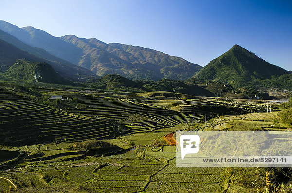 New terrace  rice terraces  rice paddies in Sapa or Sa Pa  Lao Cai province  northern Vietnam  Vietnam  Southeast Asia  Asia