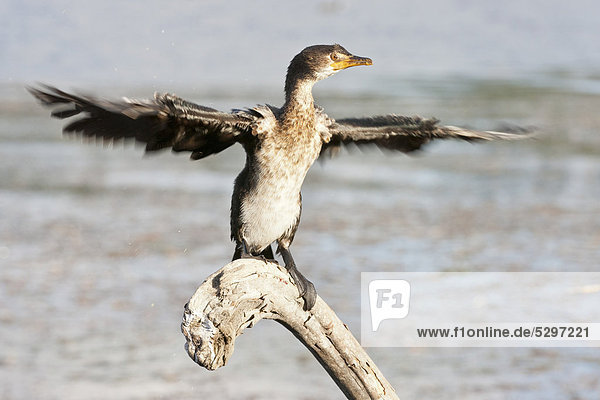 Cape cormorant or Cape shag (Phalacrocorax capensis) at Wilderness National Park  South Africa