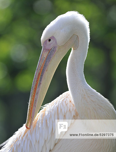 Great White Pelican (Pelecanus onocrotalus)  preening