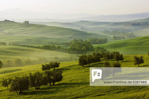 Meadows  fields and olive trees in the morning light  Pienza  Val d'Orcia  Tuscany  Italy  Europe