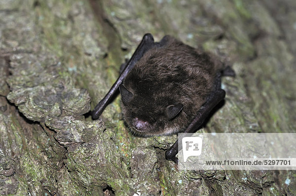 Wasserfledermaus (Myotis daubentonii)  h‰ngt an Baumstamm  Wald bei Geesthacht  Schleswig-Holstein  Deutschland  Europa