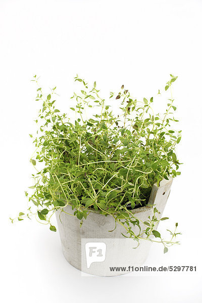 Oregano (Origanum vulgare)  Gew¸rzpflanze  Heilpflanze