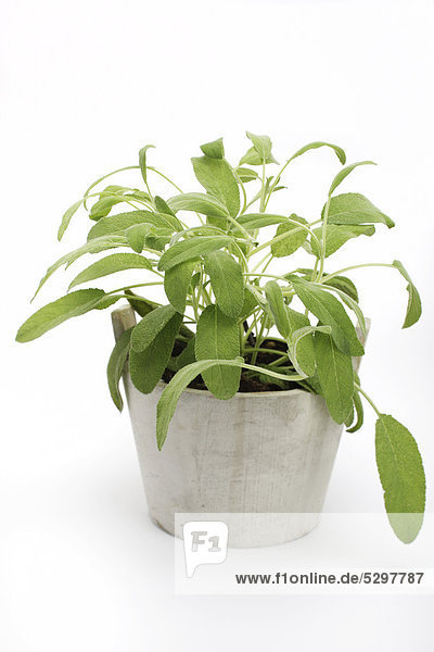 Salbei (Salvia)  Gew¸rzpflanze  Heilpflanze