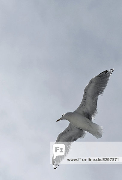 Common Gull or Mew Gull (Larus canus)  in flight
