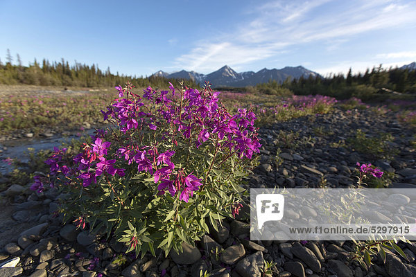 Blooming Broad-leaved Willowherb (Epilobium montanum) near subalpine creek  St. Elias Mountains behind  Kluane National Park and Reserve  Yukon Territory  Canada